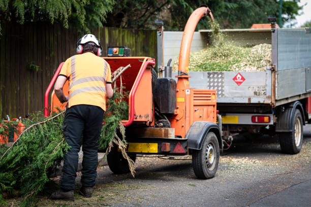 Reliable Cookson, OK Tree Care Services Solutions