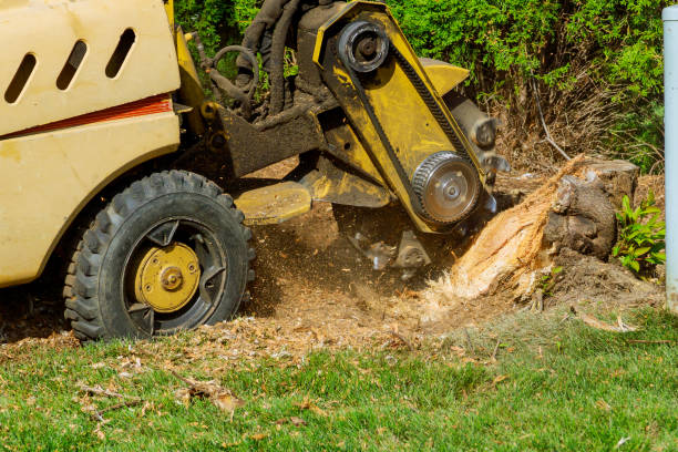 Best Emergency Tree Removal  in Coson, OK