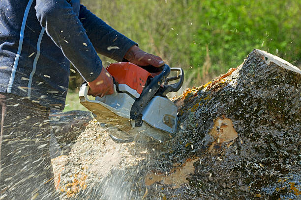 Seasonal Cleanup (Spring/Fall) in Cookson, OK