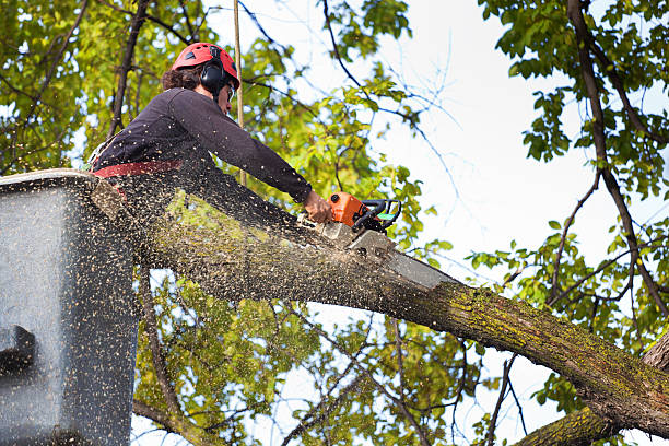 Best Tree Removal  in Coson, OK